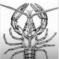 Game Programming Language Lobster Emerges - Website Magazine